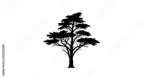 Foto Silhouette of a sprawling tree against a white background