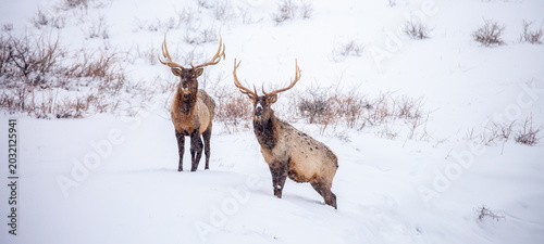 Photography A deer in the mountains in winter with falling snow