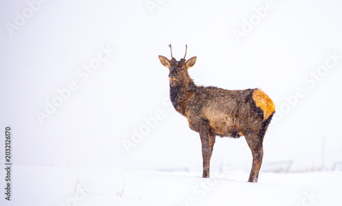 Photography A deer in the mountains in winter with falling snow