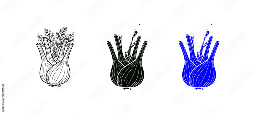 Fototapeta premium fresh fennel vegeable