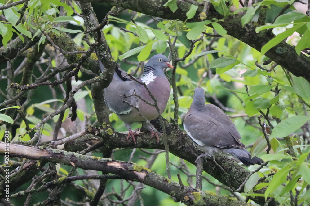 Fototapeta premium A wild pigeon is proud of its chick.