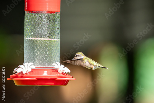 Hummingbird at the Feeder