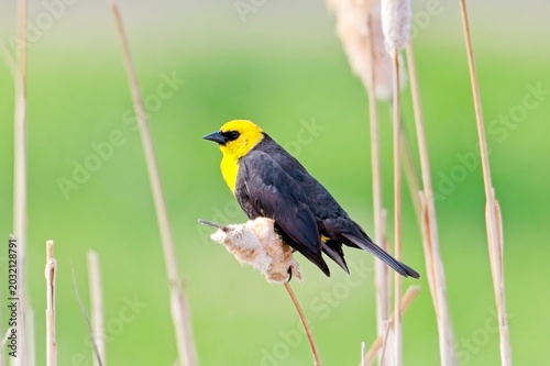  Male yellow headed blackbird on cattail.