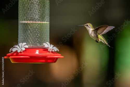 Hummingbird at the Feeder
