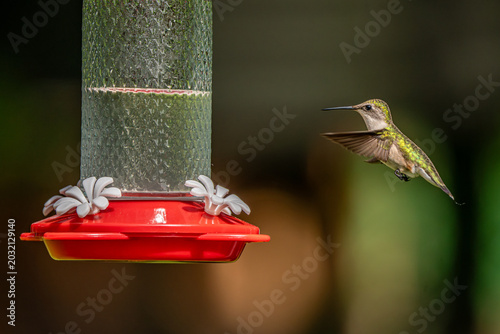 Hummingbird at the Feeder