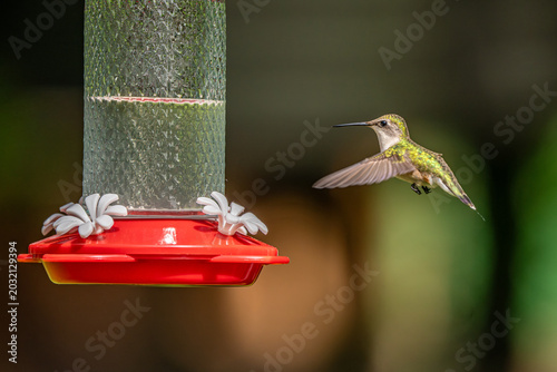 hummingbird feeding on a feeder