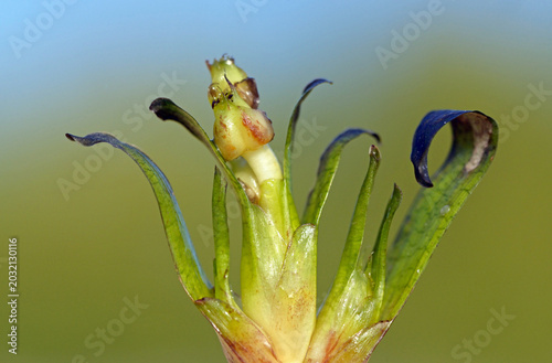 flor de posidonia 