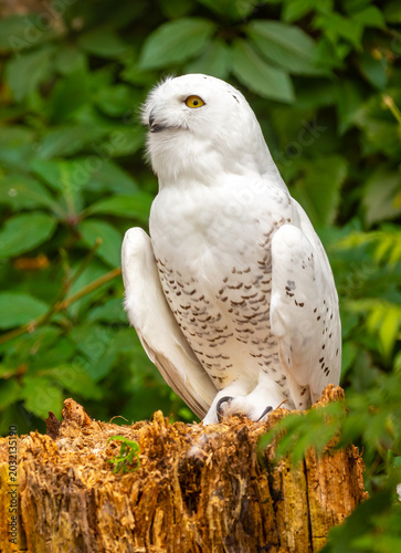 Snowy owl close-up. A beautiful snowy owl sits against a backdrop of green leaves. White owl on a green background.
