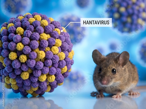 Hantavirus infected rodent and viral particle structure model next to each other on surface