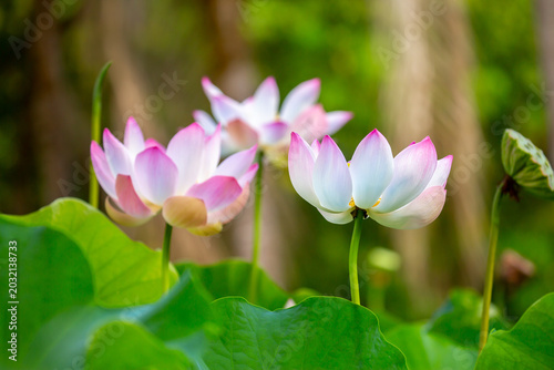 Konstfotografi Lotus pond