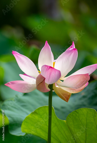 Lotus pond. Water lily close up. Sacred lotus flower in Buddhism. Calmness and tranquility. Spa treatments, yoga, meditation. Tropical nature.