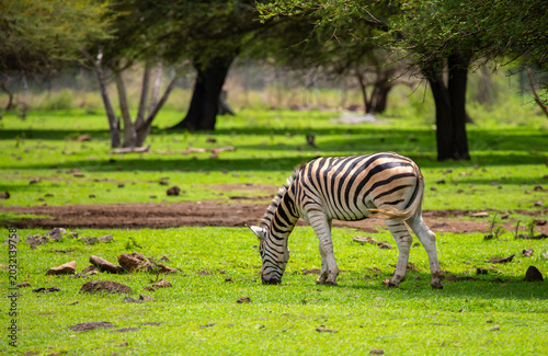 Canvas Print Zebras walking in a green meadow and eating grass