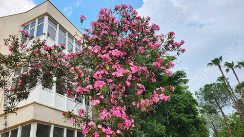 Fotografi Pink oleander (Nerium oleander) blooming with vibrant clusters of flowers on an evergreen ornamental shrub