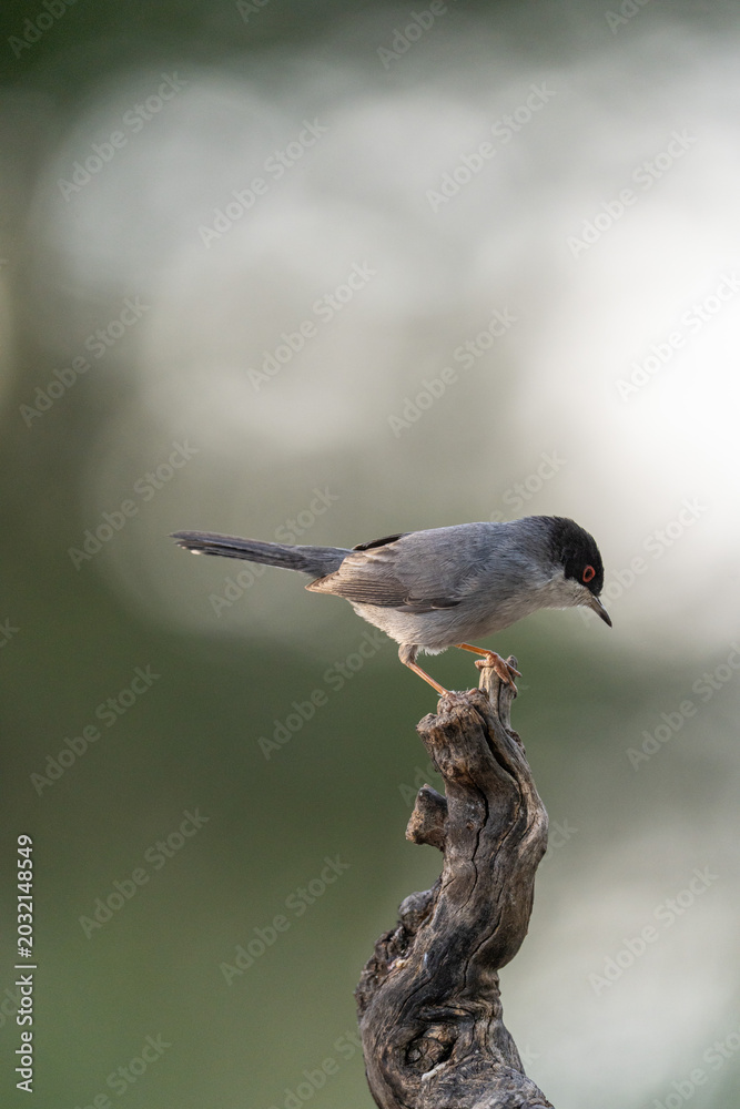 Fototapeta premium Sardinian warbler (Curruca melanocephala) photographed in Spain