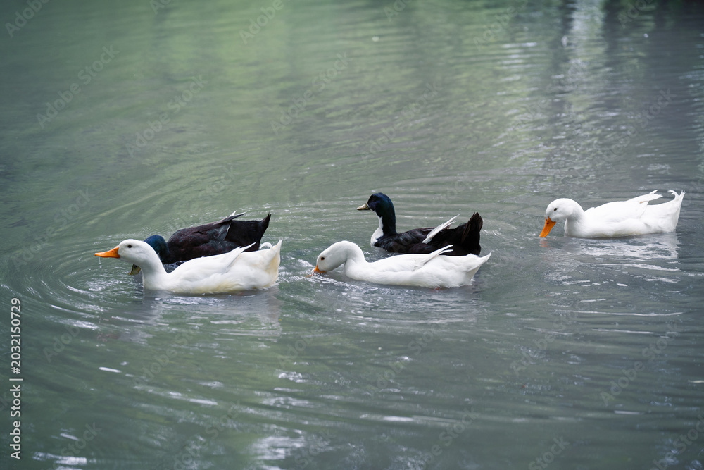 Fototapeta premium A horizontal side view of a group of domestic white Pekin ducks and dark mallard ducks swimming together on the calm grey water surface of a lake or pond. 
