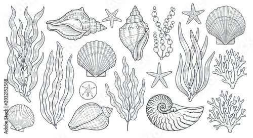 Photos Collection of various sea shells ocean.