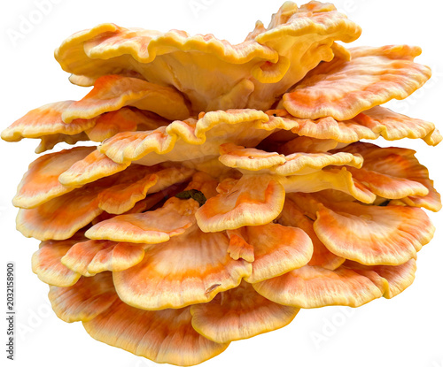 Foto A large multi-layered cluster of chicken of the woods mushroom with fan-shaped wavy caps of bright orange and yellow color on an isolated white background