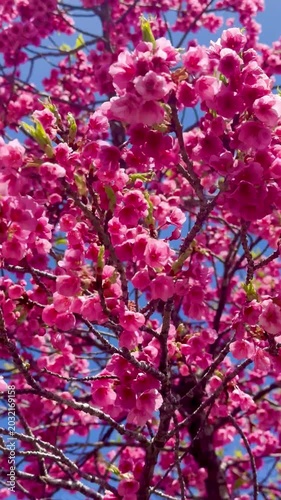 Cerejeiras em flor em Curitiba, Paraná, Brasil
| Cherry Blossoms in Curitiba, Paraná, Brazil
