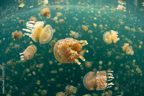 Golden jellyfish, Mastigias papua etpisoni, aggregate in Palau's famed Jellyfish Lake. This remote and beautiful marine lake is one of the unique places to snorkel on planet Earth.