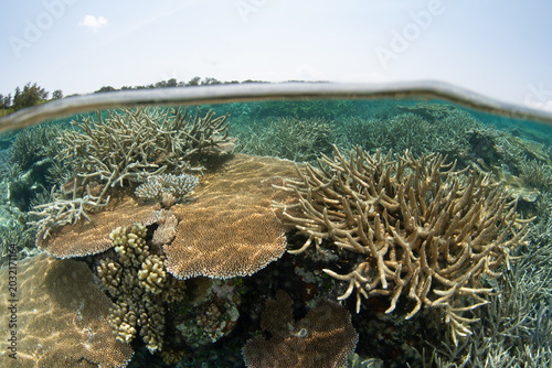 Healthy and fragile corals grow on a shallow reef in Palau's southern lagoon. This beautiful island-nation is a popular destination for divers, snorkelers, kayakers, and World War II historians. 
