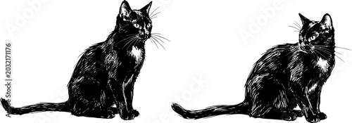 Two realistic black cat silhouettes in sitting pose for elegant Halloween and mystical design elements