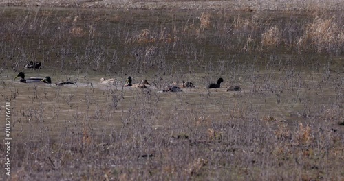 Flock of wild ducks swimming in shallow wetland water with dry reeds in natural marsh landscape