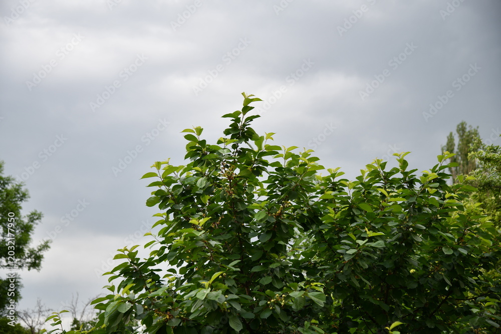 Fototapeta premium Dramatic storm clouds with heavy rain falling over a lush green agricultural soybean