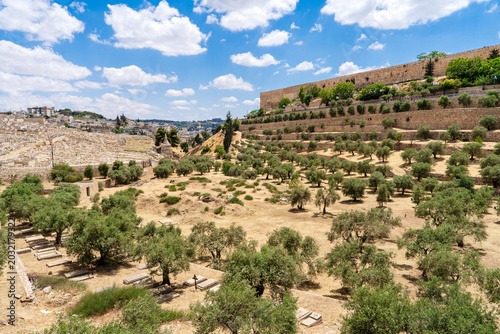 View of the Kidron Valley beneath blue skies, with old olive trees spread below the ancient walls of Jerusalem.Israel.
