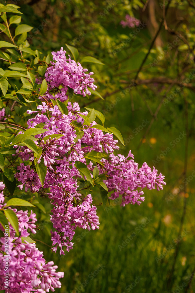 Obraz premium Vertical composition of blooming lilac branches with purple flowers and soft natural background