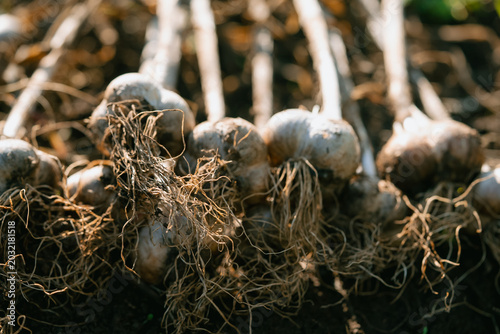 Quadro su tela Freshly harvested organic garlic bulbs with their fibrous roots are neatly arran