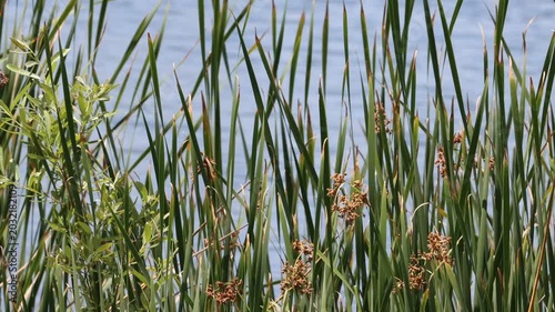 Amazing native plants in the genus Schoenoplectus, Typha, and Salix are often dominant in the few remaining natural permanently moist riparian shorelines of Coastal Los Angeles County.