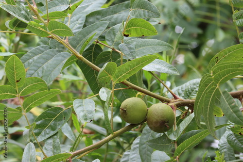 Southern Black Walnut, Juglans Californica, a beautiful native monoecious arborescent shrub displaying immature globose husked indehiscent nut fruit during early Summer in Coastal Los Angeles County.