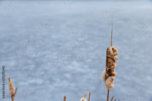 cattail reed with fluffy seeds against a blurred frozen lake background. Minimalist winter nature scene with large copy space.