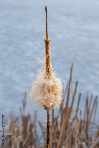 cattail reed with fluffy seeds against a blurred frozen lake background. Minimalist winter nature scene with large copy space.