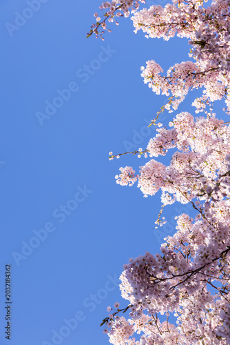 Beautiful cherry blossom branches in full bloom with soft dreamlike bokeh background. Romantic pink spring flowers on a sunny day.