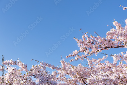 Beautiful cherry blossom branches in full bloom with soft dreamlike bokeh background. Romantic pink spring flowers on a sunny day.