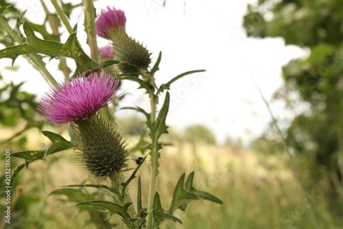 a beautiful highland thistle with purple flowers closeup in a verge in the dutch countryside in summer