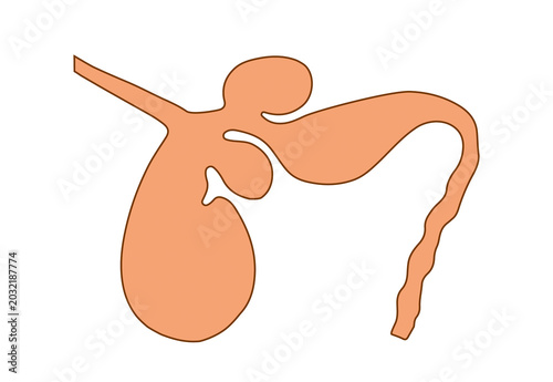Foto Ruminant Stomach Anatomy Diagram of a Cow