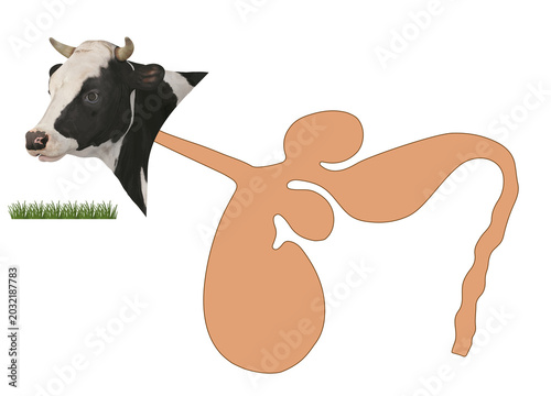 Foto Ruminant Stomach Anatomy Diagram of a Cow