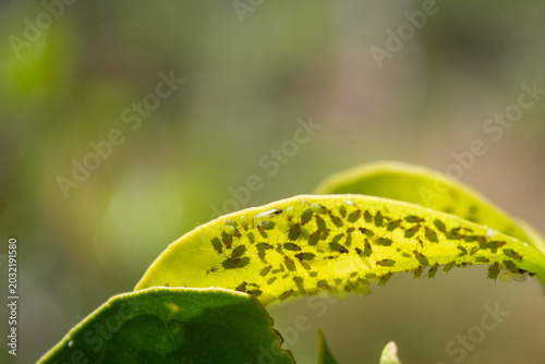 Φωτογραφία Green aphids infest a translucent leaf underside in a garden close-up during day