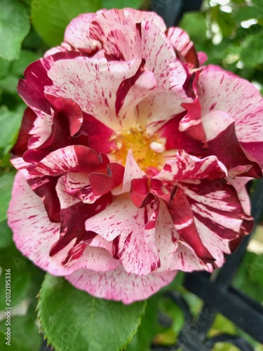 pink flower