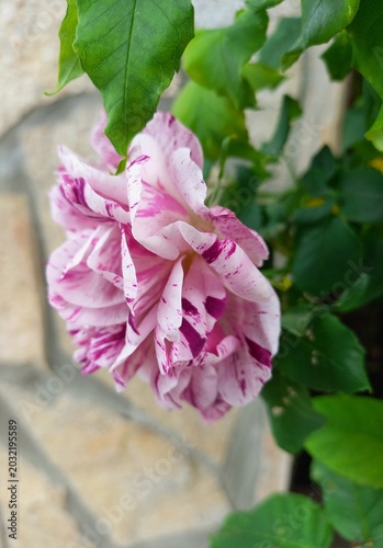 pink flowers