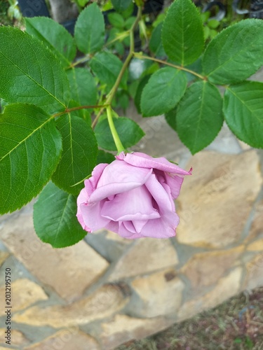 pink rose in the garden