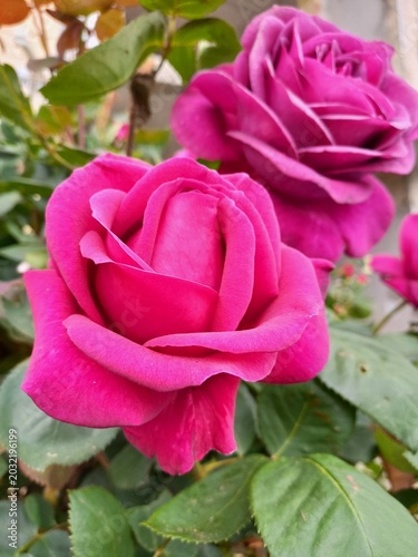 pink rose in garden