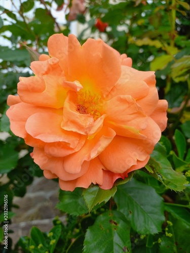 orange rose flower
