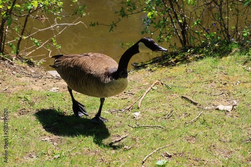  Canada Goose Walking on Riverside Grass in Spring
