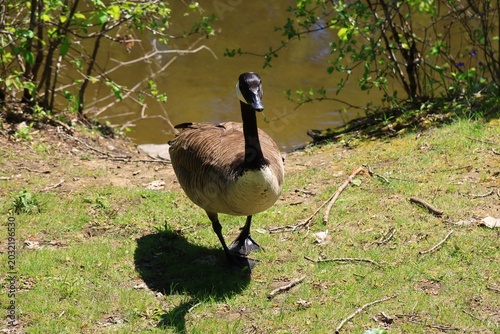  Canada Goose Standing on Riverside Grass in Spring
