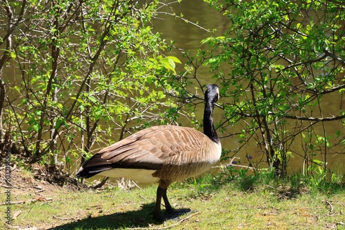Canada Goose Standing Along Riverbank Looking Toward River in Spring