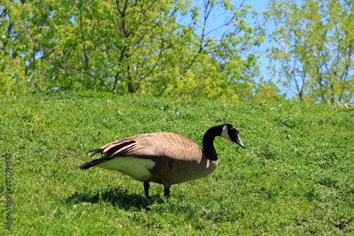  Canada Goose Standing on Lush Green Meadow in Spring