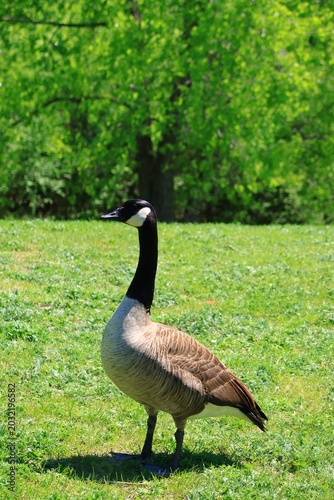  Canada Goose Standing on Lush Green Meadow in Spring